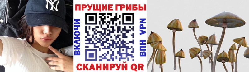 Галлюциногенные грибы GOLDEN TEACHER  кракен зеркало  Березники  магазин   